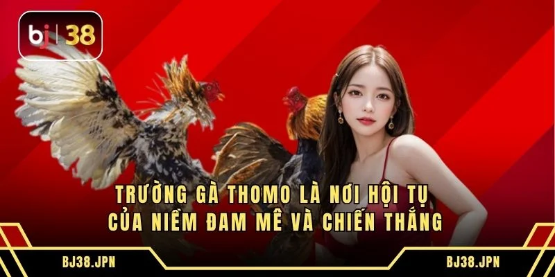 Trường gà Thomo là nơi hội tụ của niềm đam mê và chiến thắng
